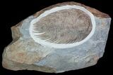 Gigantopygus Trilobite - Issafen, Morocco #92747-1